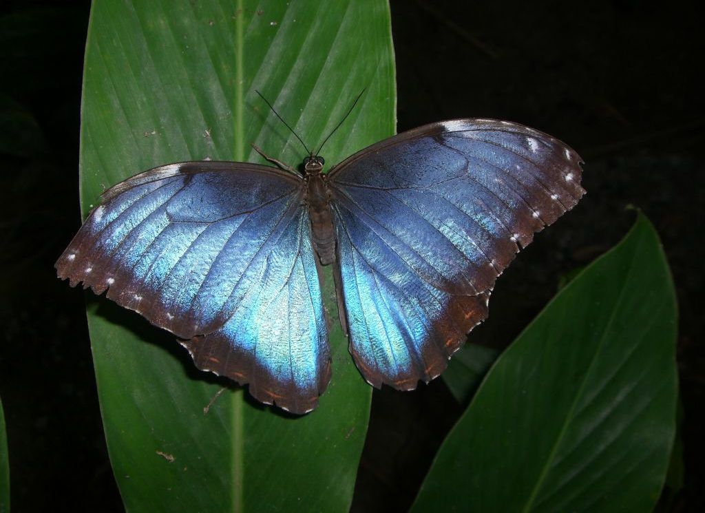 Foto de Heredia, Costa Rica