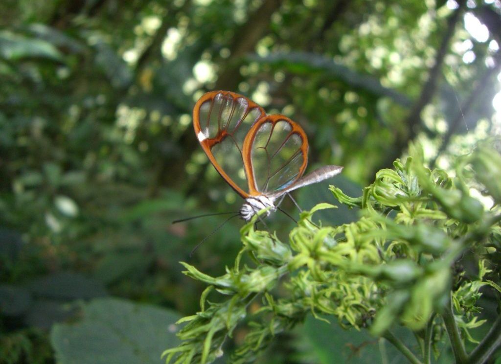 Foto de Heredia, Costa Rica
