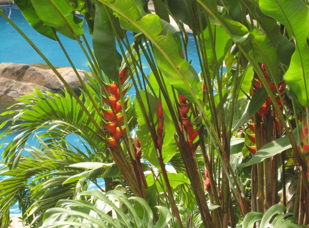 Foto de Guanacaste, Costa Rica