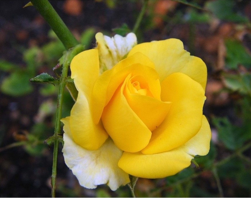 Foto de Mallorca (Illes Balears), España