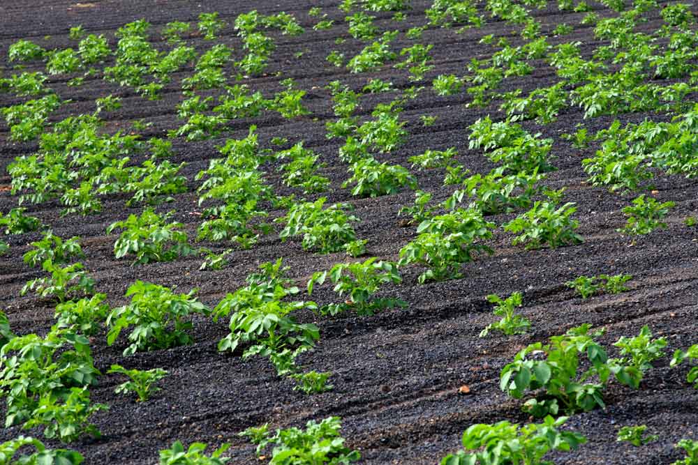 Foto de Lanzarote (Las Palmas), España