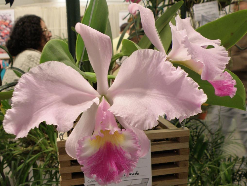 Foto de Buenos Aires, Argentina