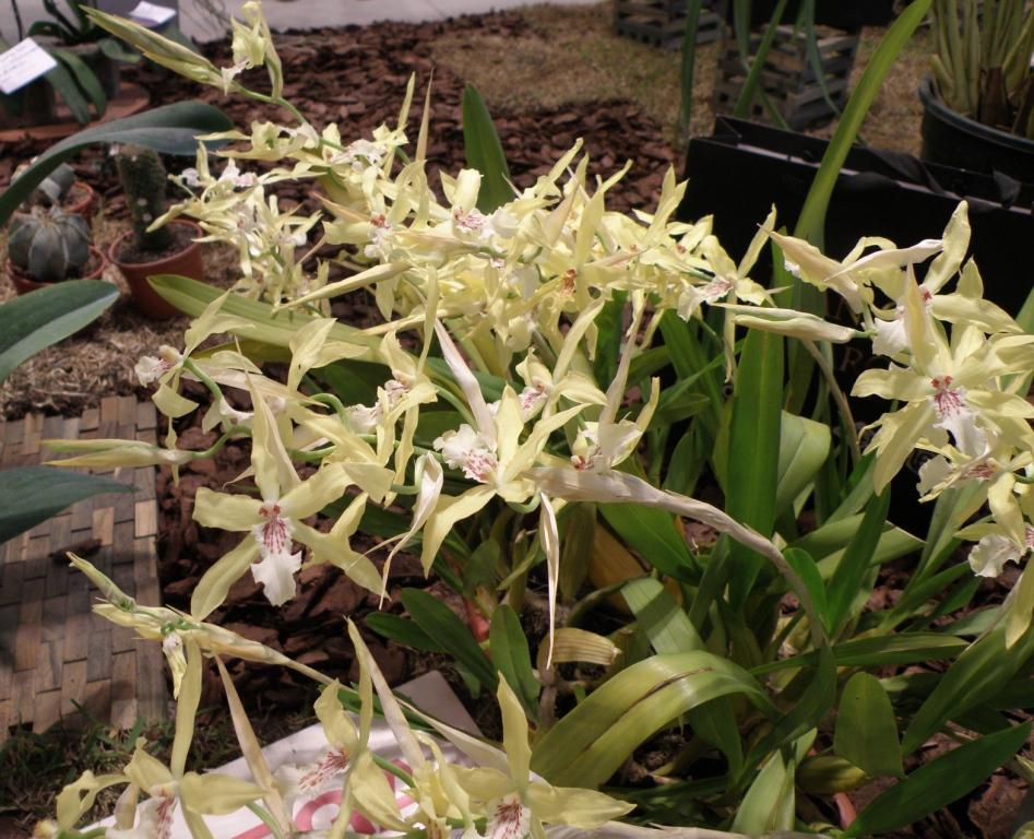 Foto de Buenos Aires, Argentina