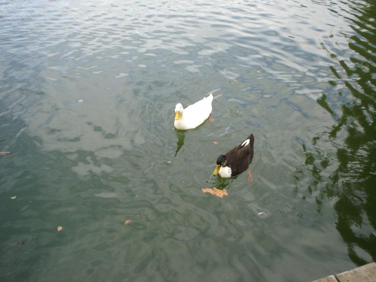 Foto de Puigcerdà (Girona), España