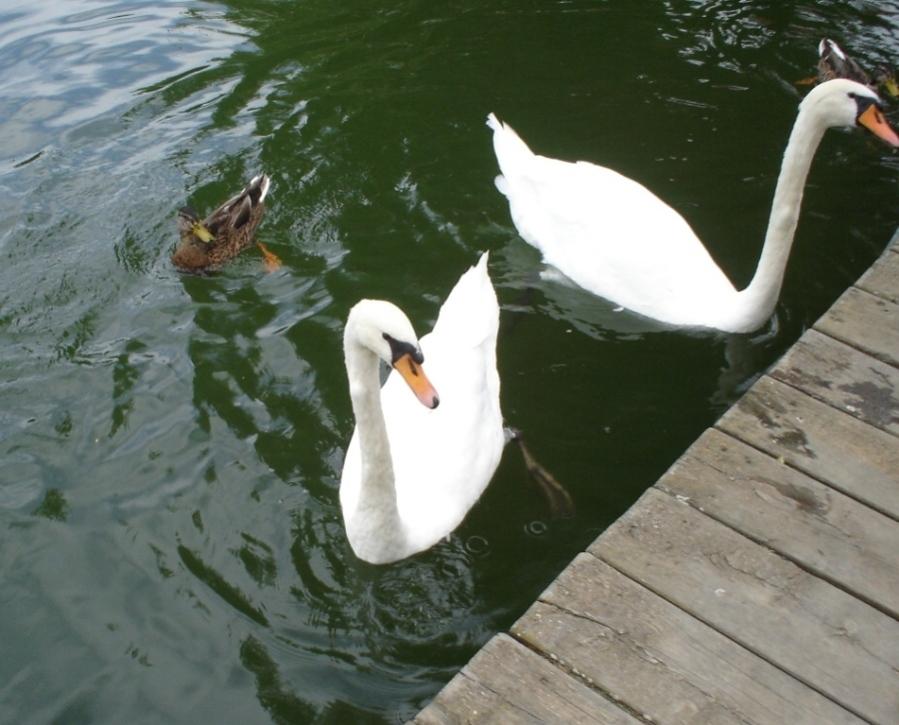 Foto de Puigcerdà (Girona), España
