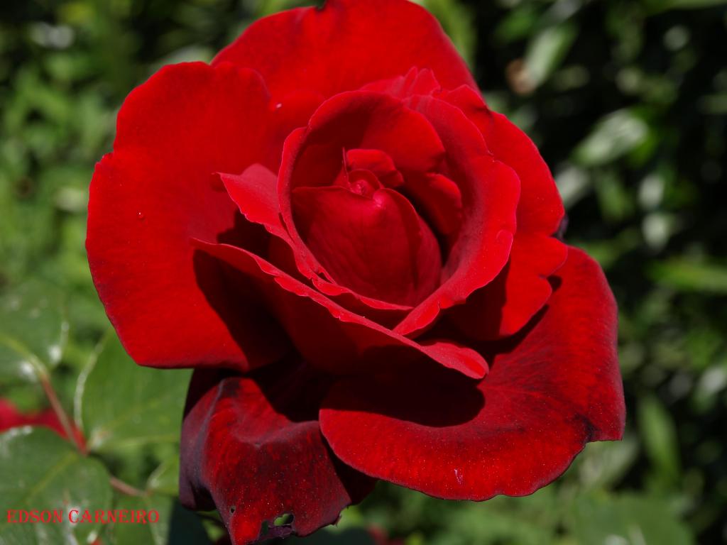 Foto de Peñafiel (Valladolid), España