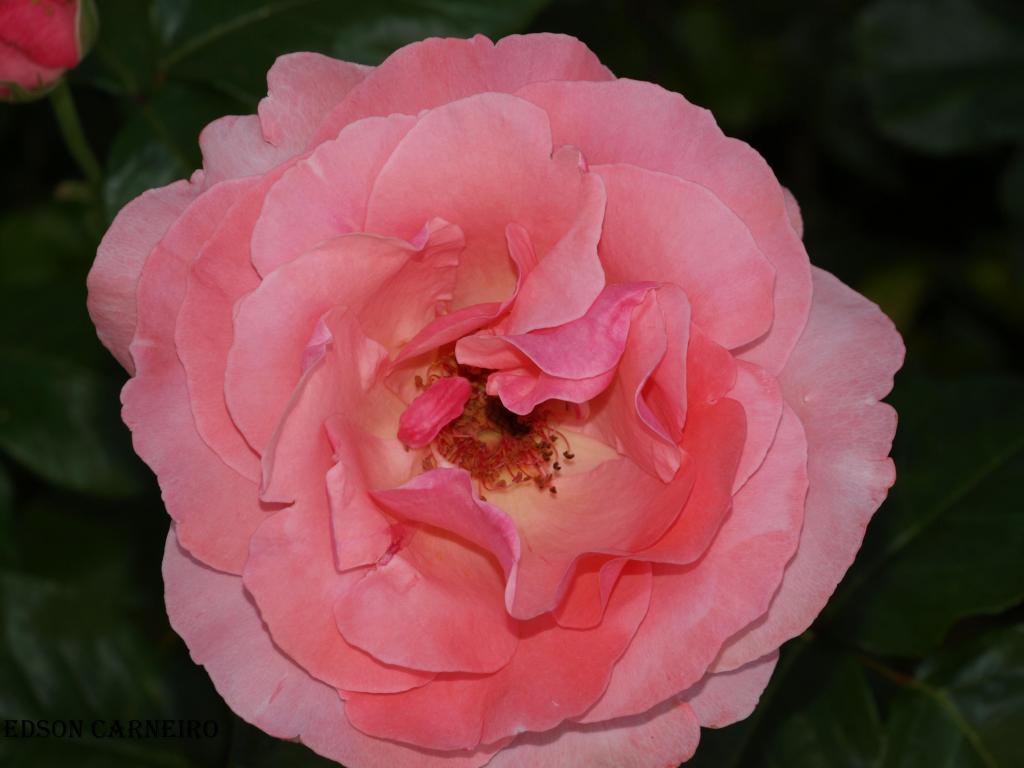 Foto de Peñafiel (Valladolid), España