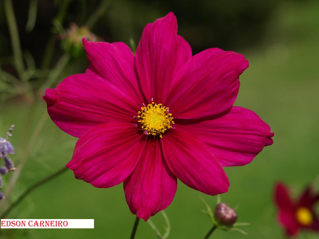 Foto de Peñafiel (Valladolid), España