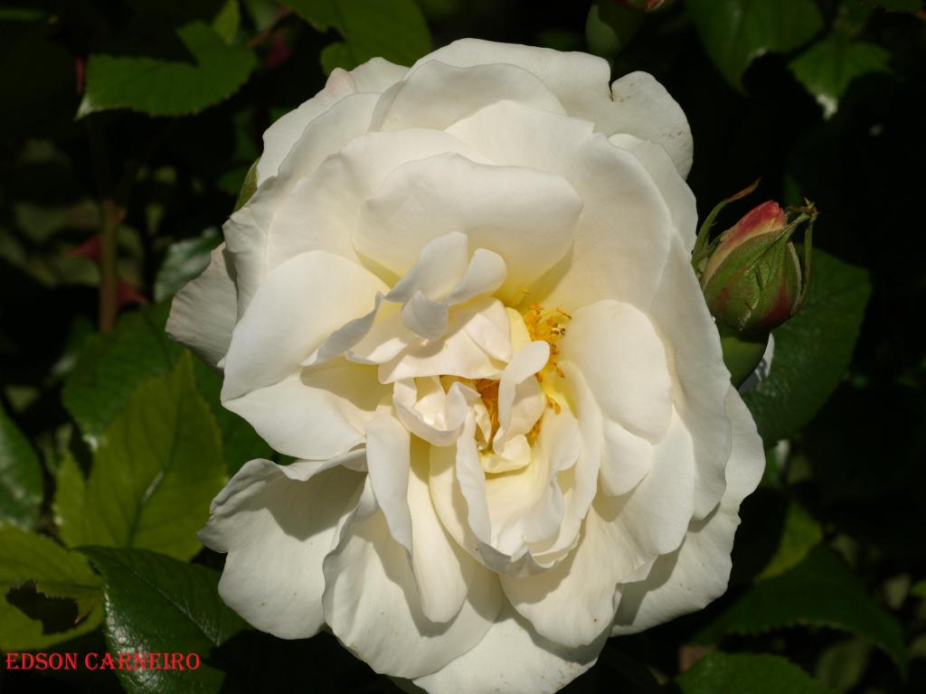 Foto de Peñafiel (Valladolid), España