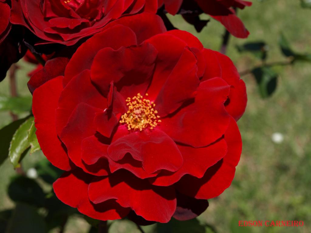 Foto de Peñafiel (Valladolid), España