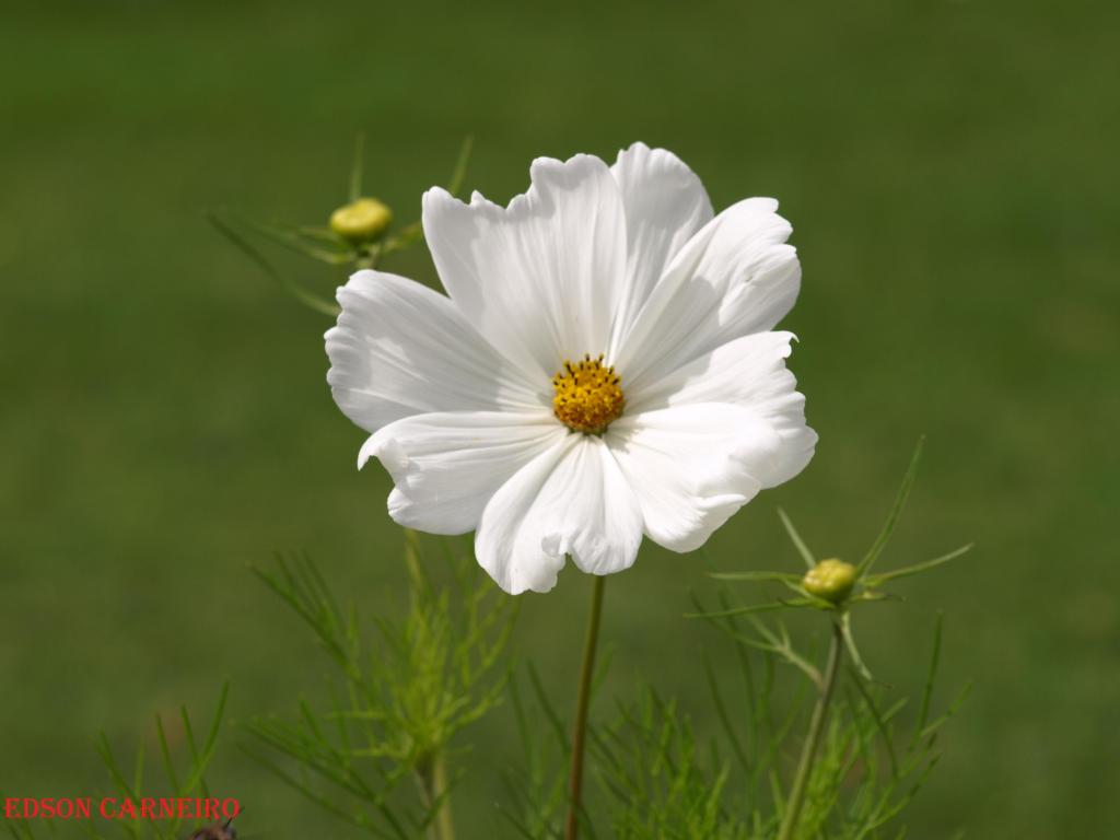 Foto de La Granja (Segovia), España