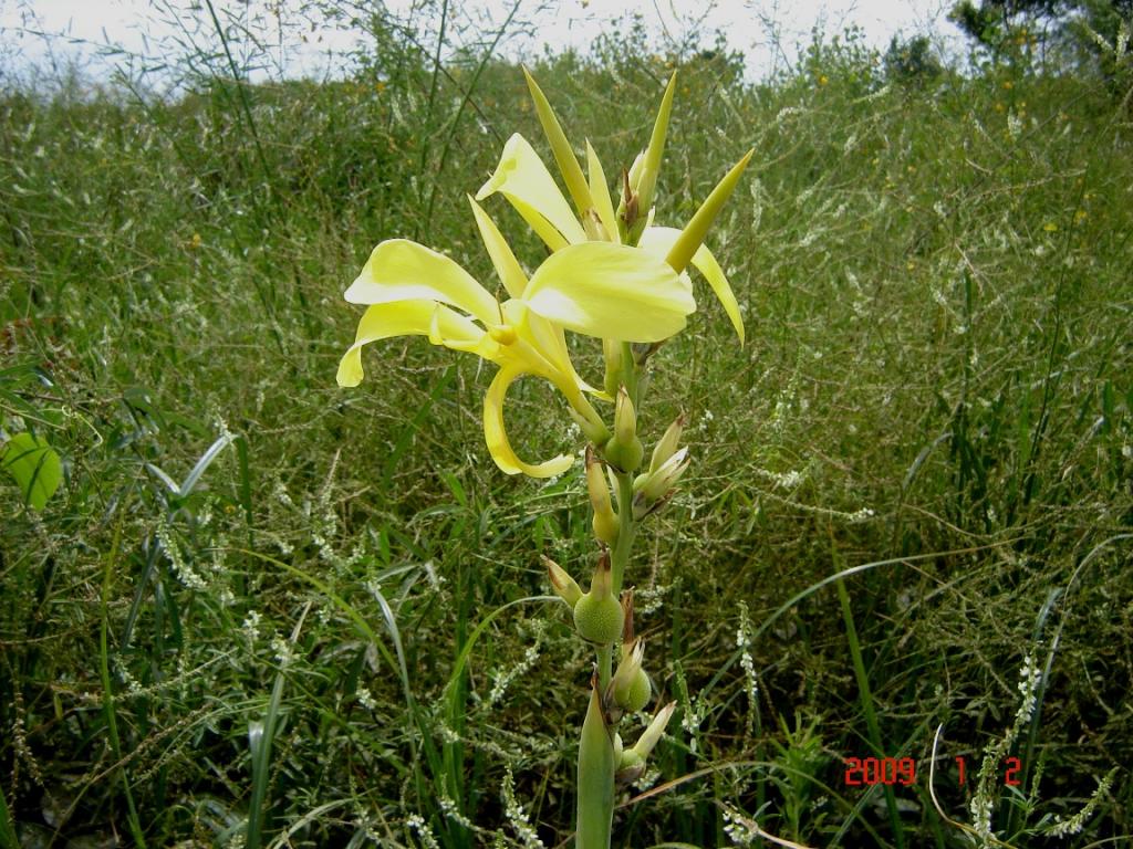 Foto de Río Paraná Guazú, Argentina