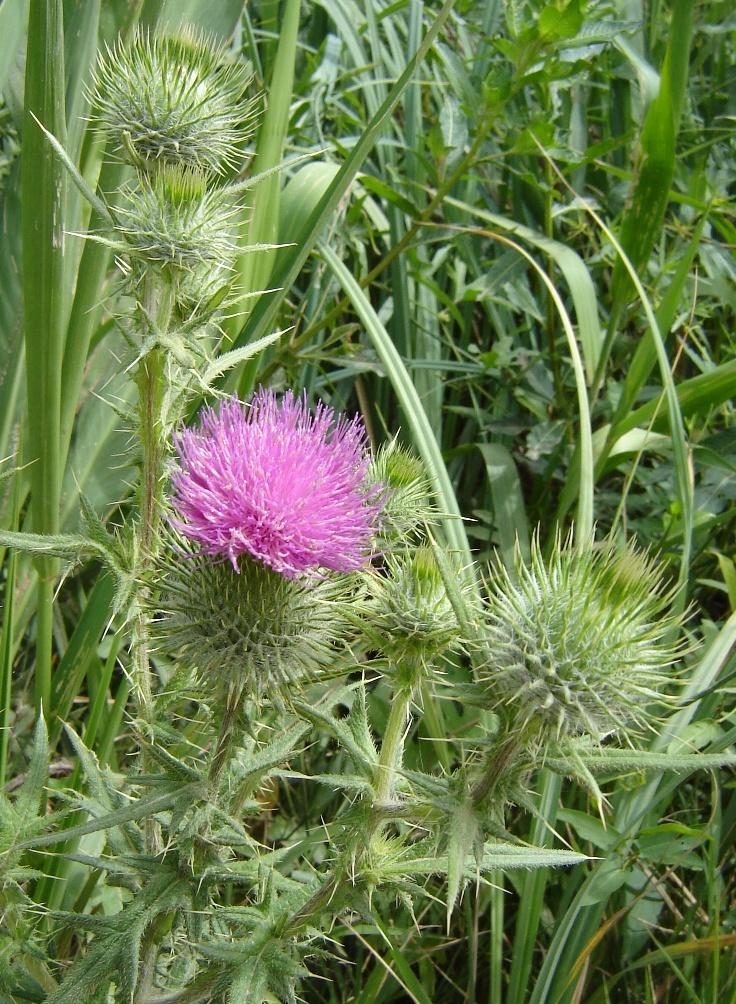 Foto de Delta del Paraná (Entre Ríos), Argentina