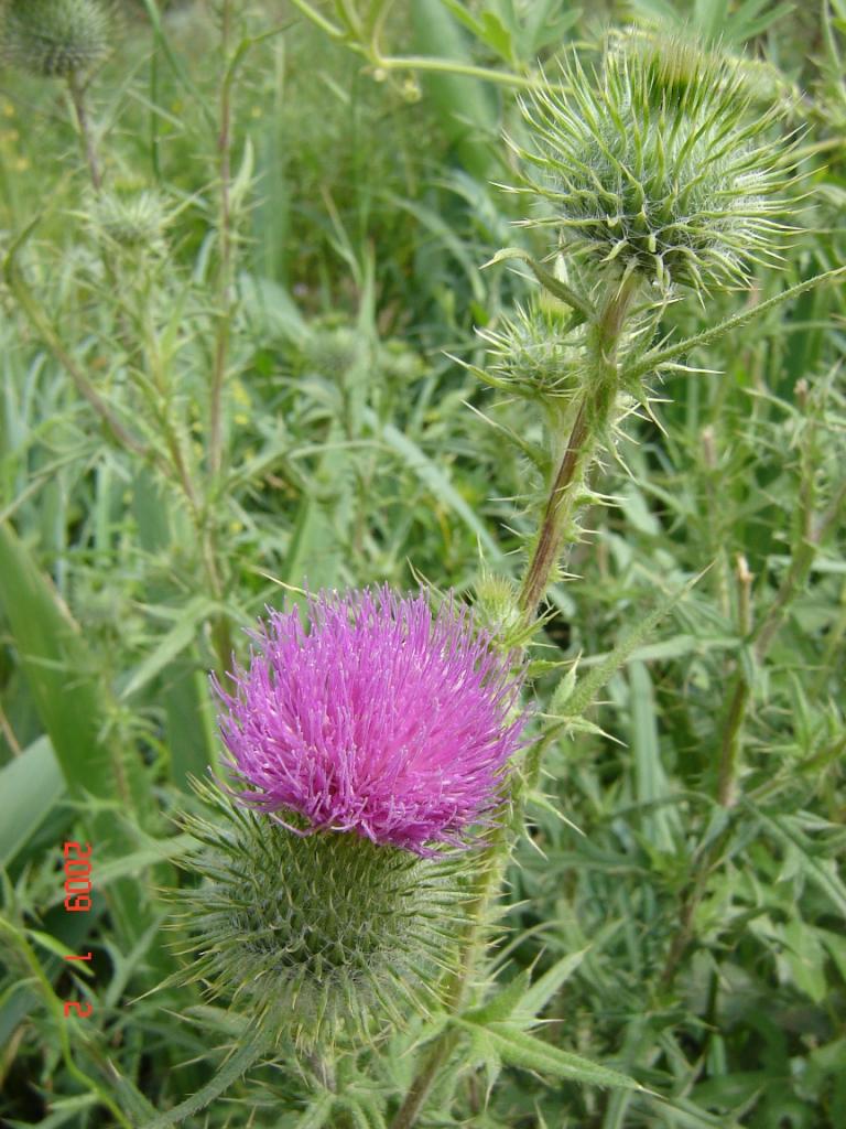 Foto de Delta del Paraná (Entre Ríos), Argentina