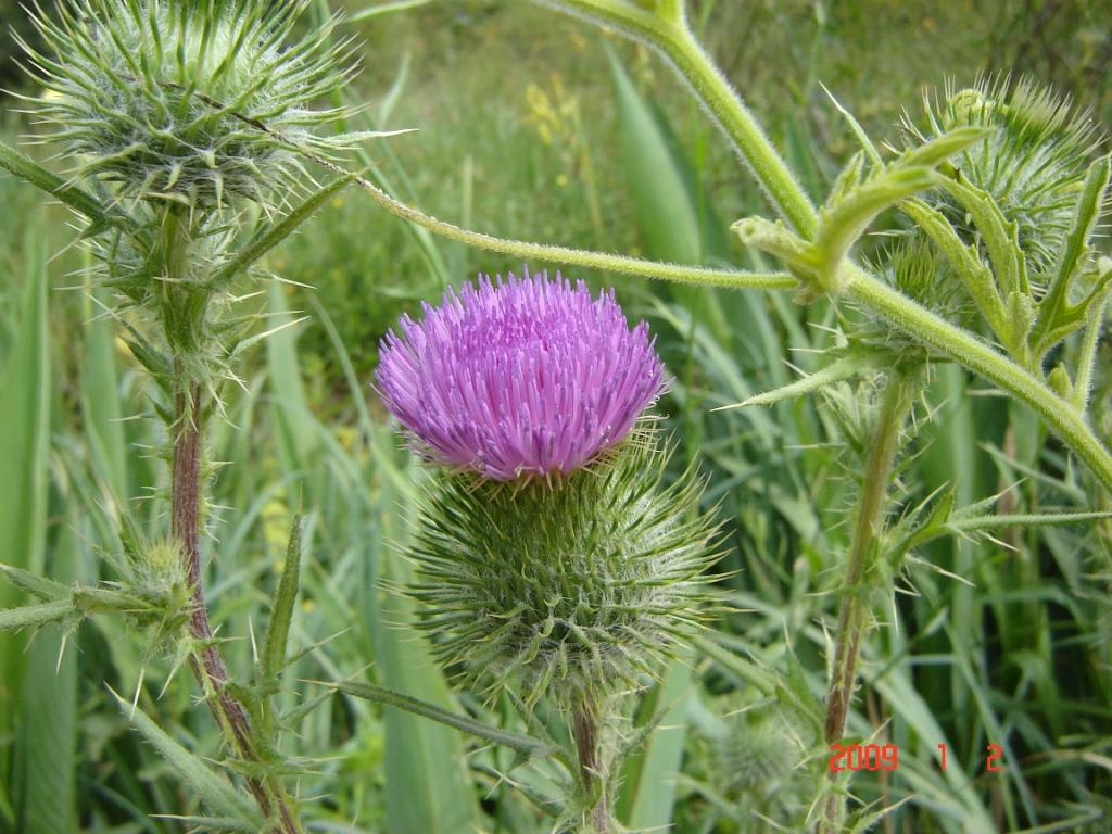 Foto de Delta del Paraná (Entre Ríos), Argentina