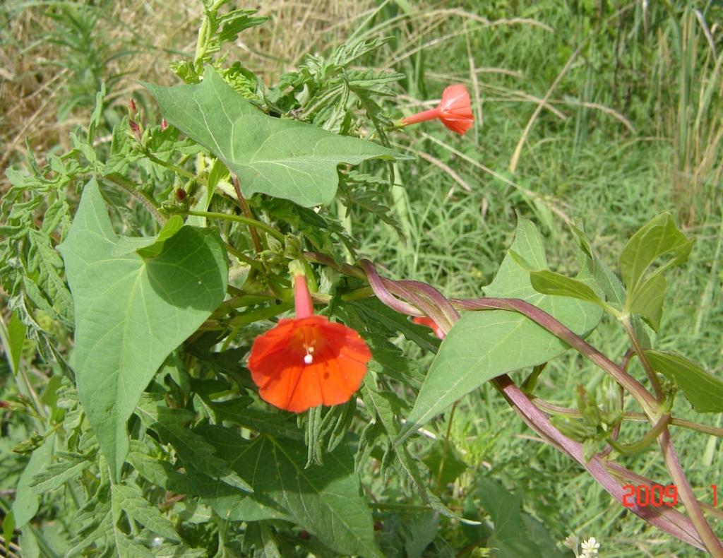 Foto de Delta del Paraná (Entre Ríos), Argentina