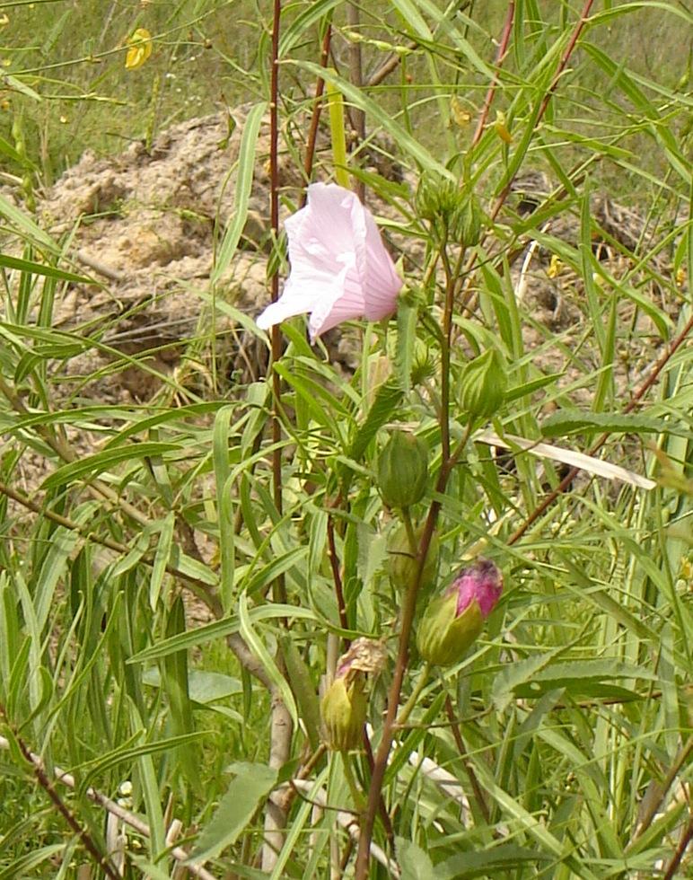 Foto de Delta del Paraná (Entre Ríos), Argentina