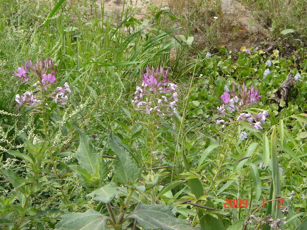 Foto de Delta del Paraná (Entre Ríos), Argentina
