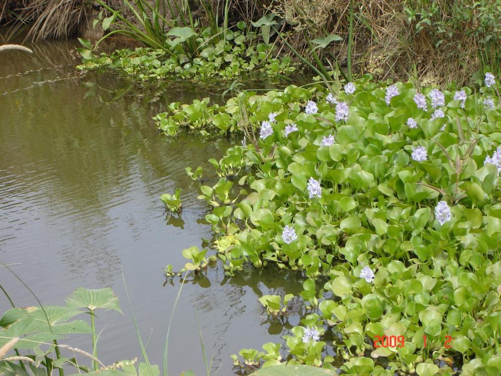 Foto de Delta del Paraná (Entre Ríos), Argentina