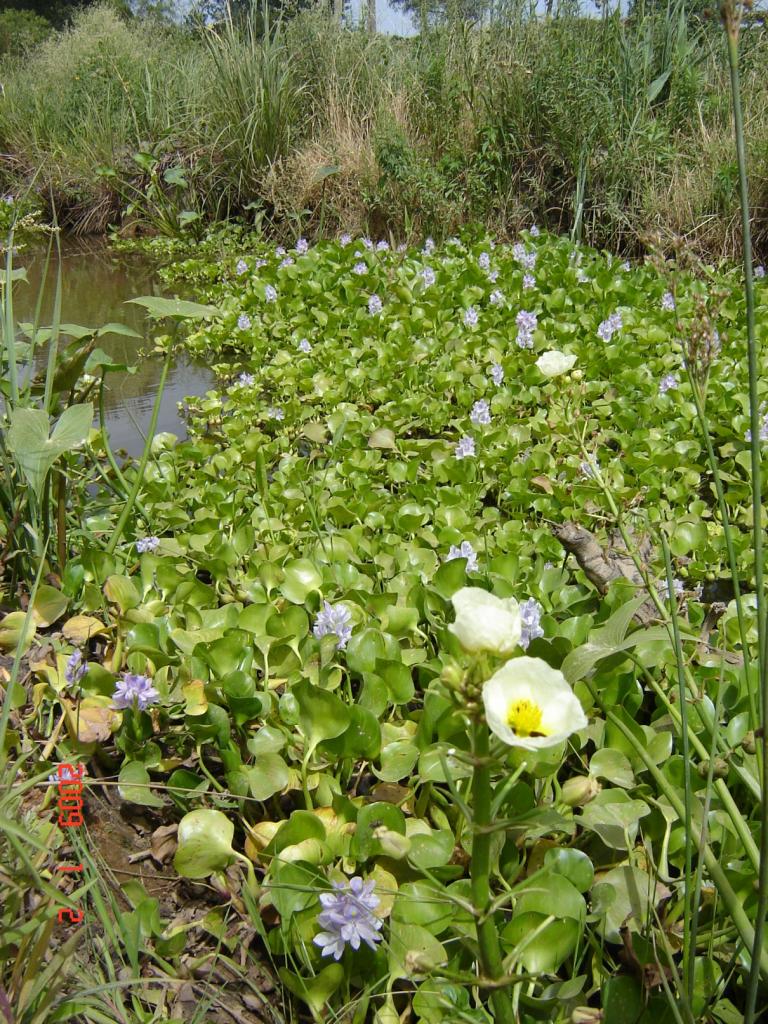 Foto de Delta del Paraná (Entre Ríos), Argentina