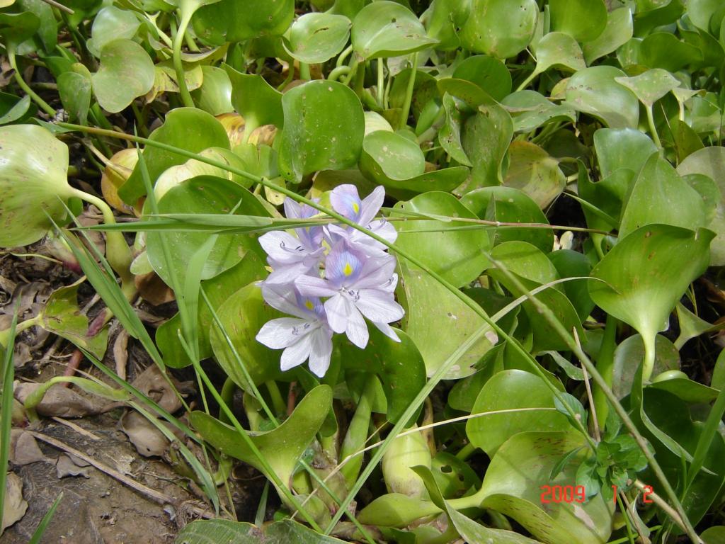 Foto de Delta del Paraná (Entre Ríos), Argentina