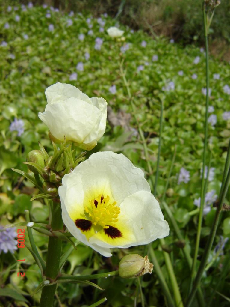 Foto de Delta del Paraná (Entre Ríos), Argentina
