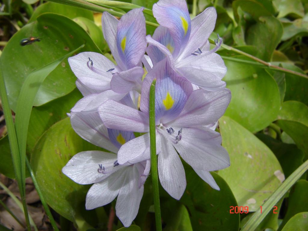 Foto de Delta del Paraná (Entre Ríos), Argentina