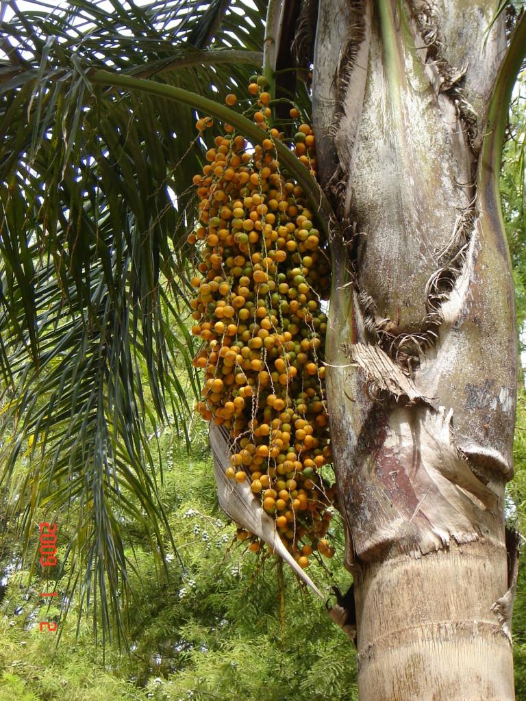 Foto de Delta del Paraná (Entre Ríos), Argentina
