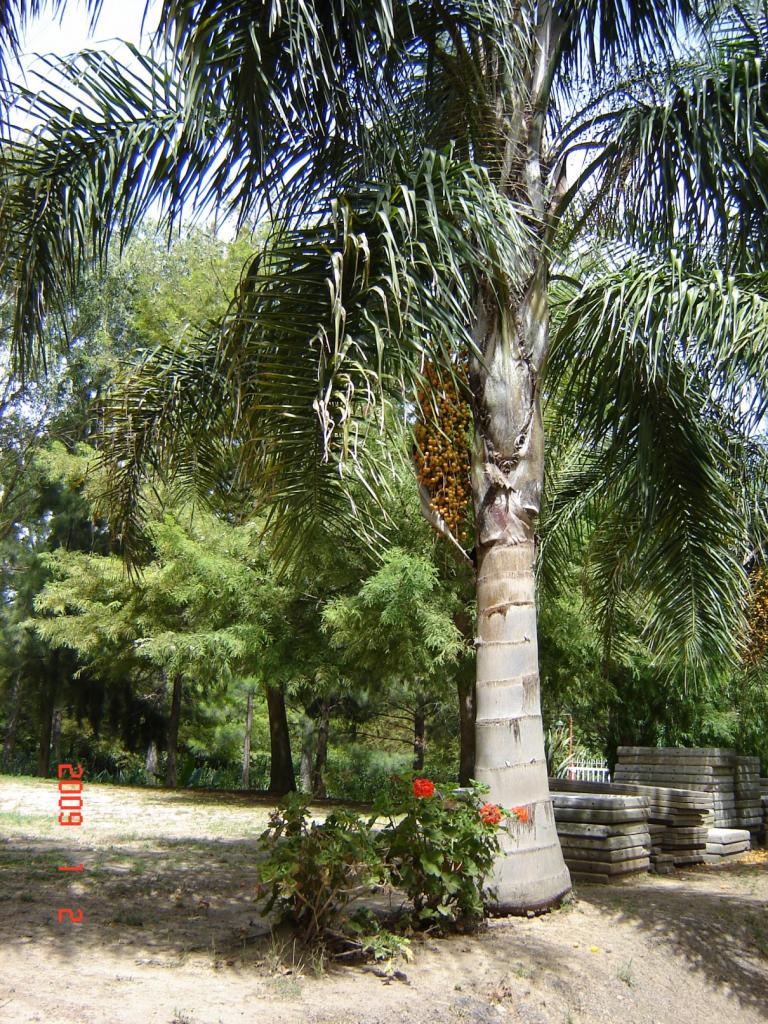 Foto de Delta del Paraná (Entre Ríos), Argentina