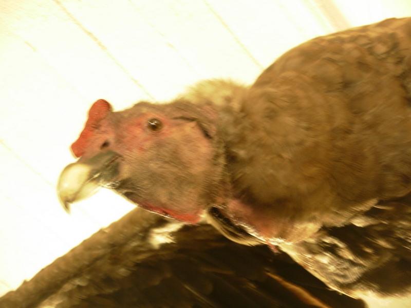 Foto de Santiago, Chile