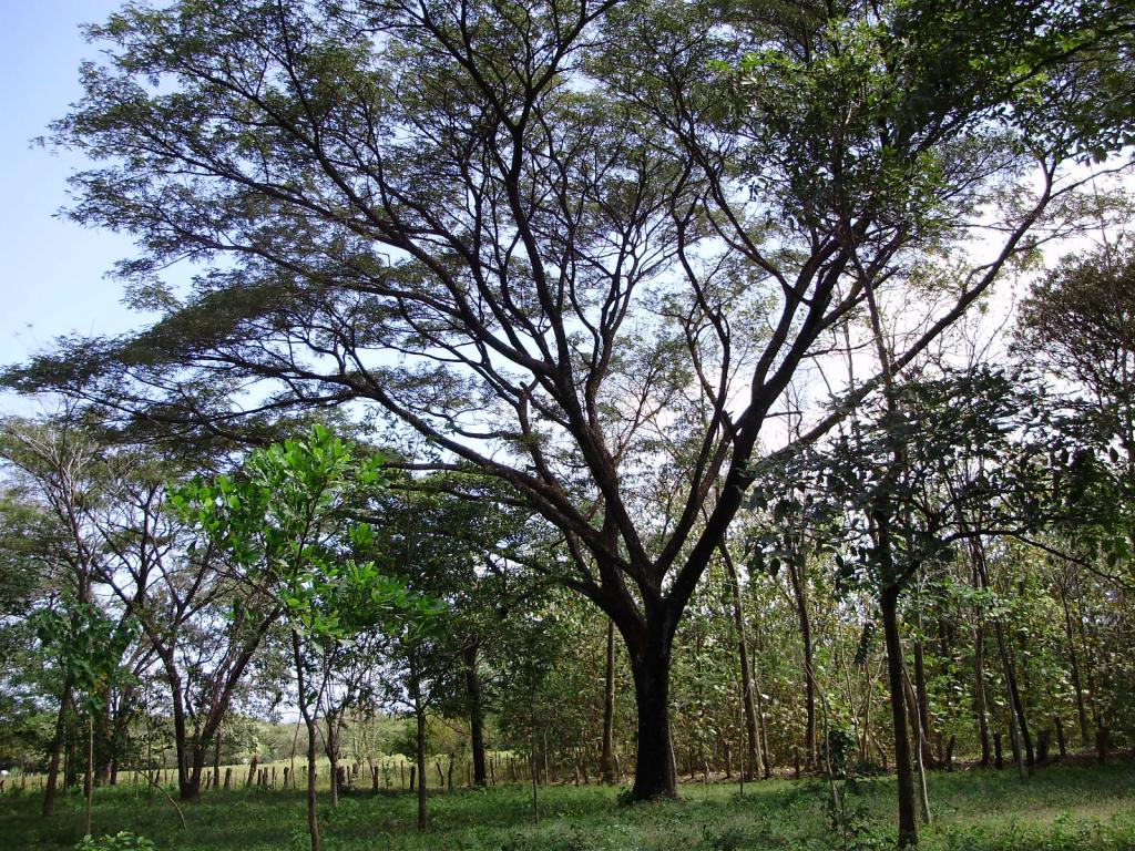 Foto de Guanacaste, Costa Rica