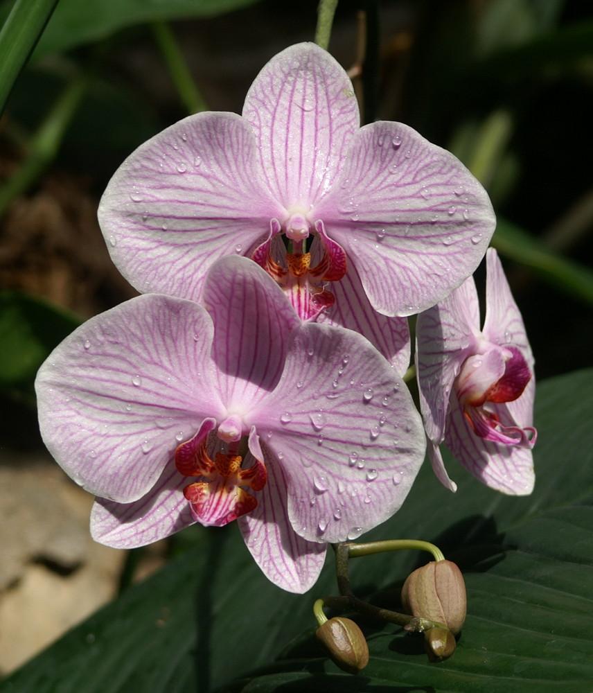 Foto de Barcelona (Cataluña), España