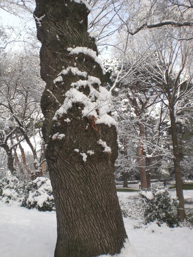 Foto de Madrid (Comunidad de Madrid), España