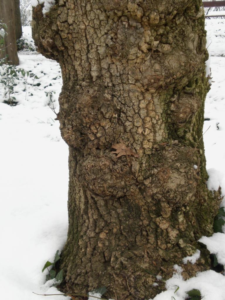 Foto de Madrid (Comunidad de Madrid), España