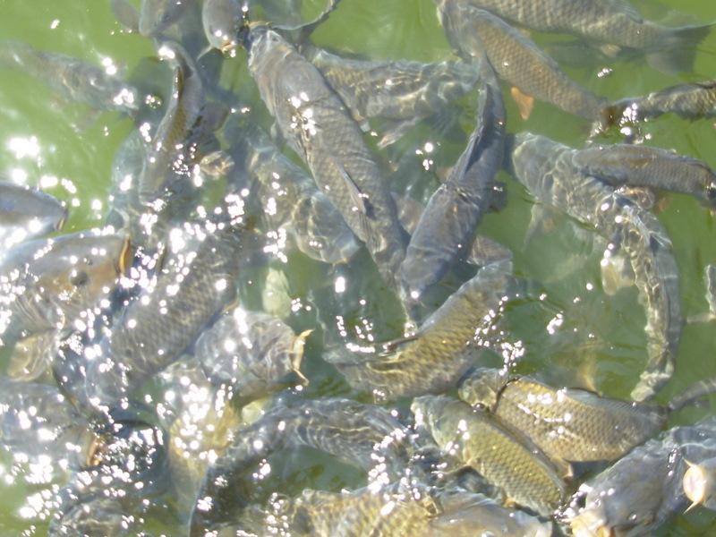 Foto de Santiago, Chile