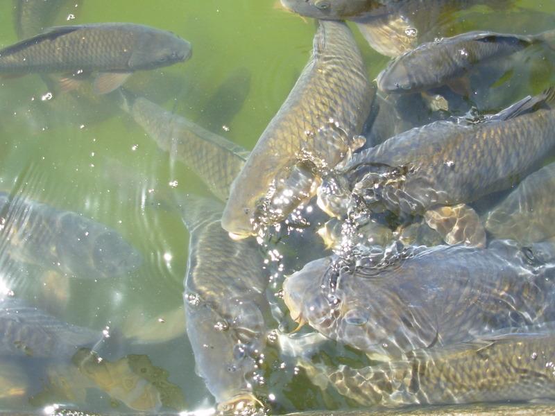 Foto de Santiago, Chile