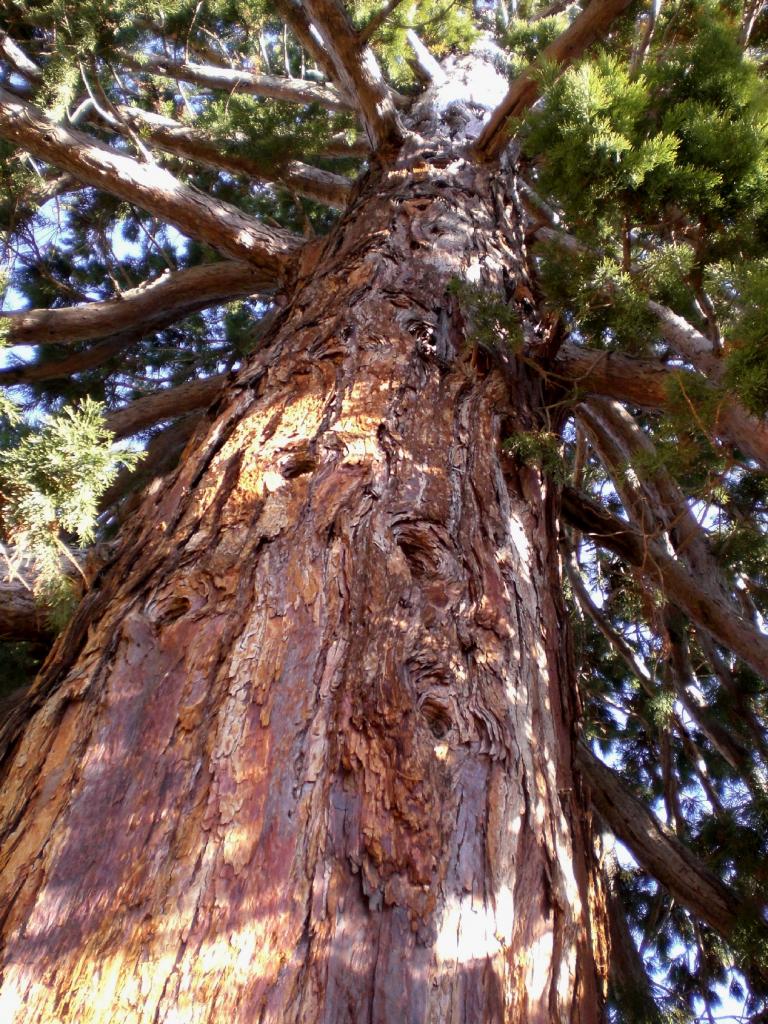 Foto de El Pardo (Madrid), España