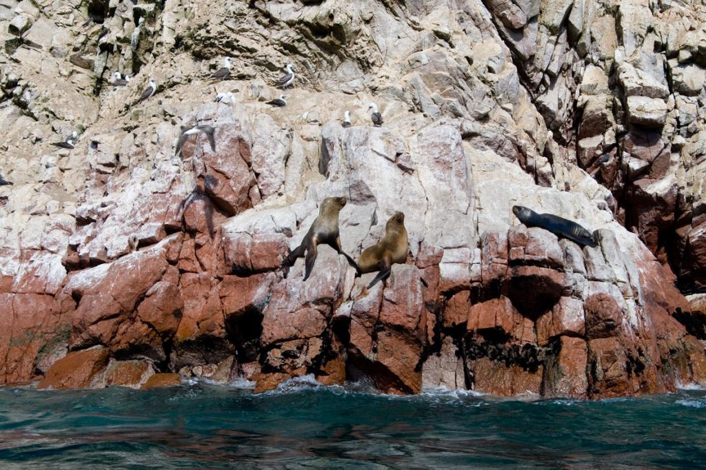 Foto de Islas Ballestas (Paracas), Perú