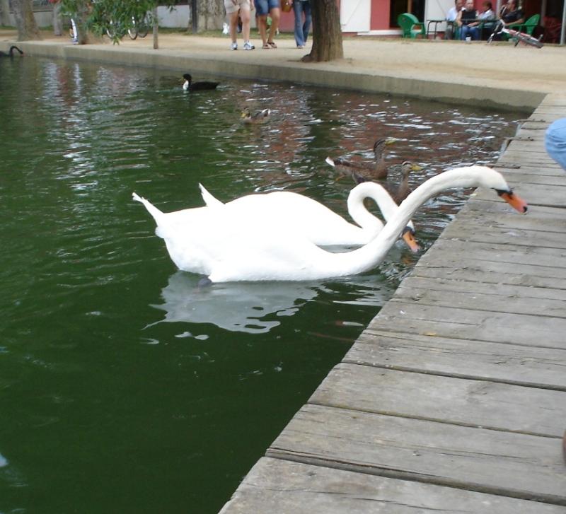 Foto de Puigcerdà (Girona), España