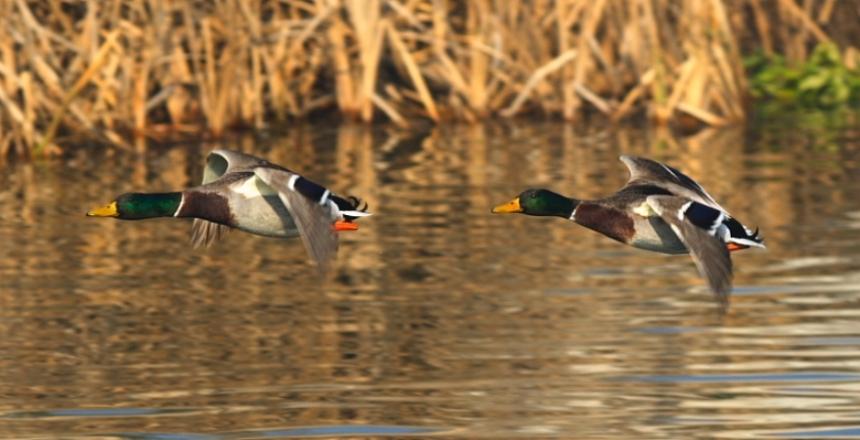 Foto de Delta de l'Ebre (Tarragona), España