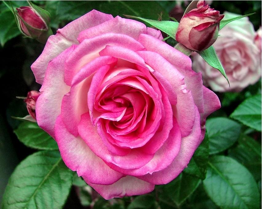 Foto de Barcelona (Cataluña), España