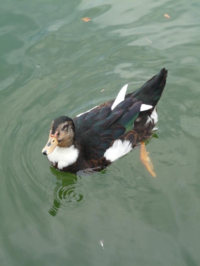 Foto de Puigcerdà (Girona), España