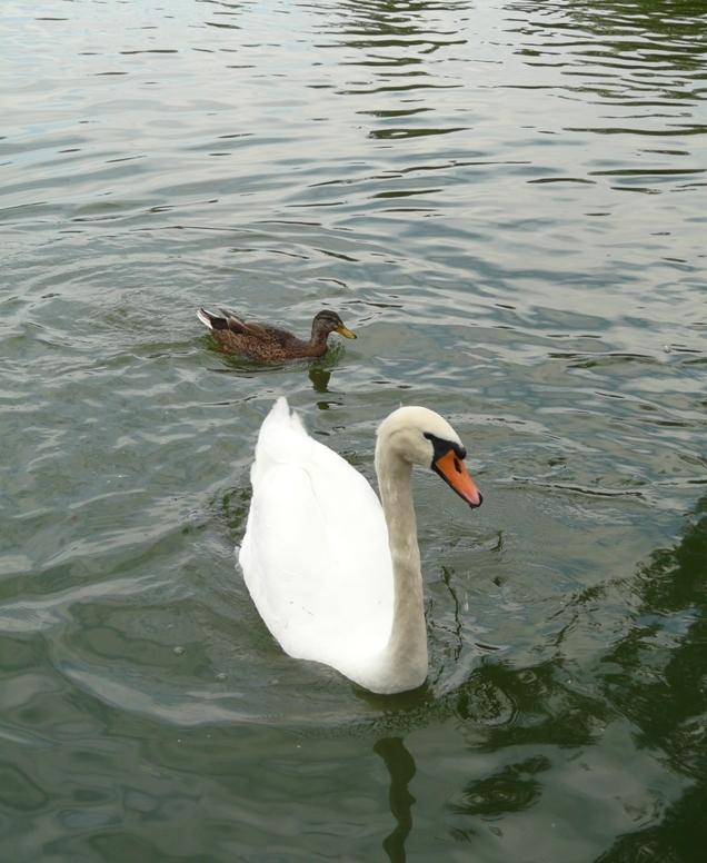 Foto de Puigcerdà (Girona), España