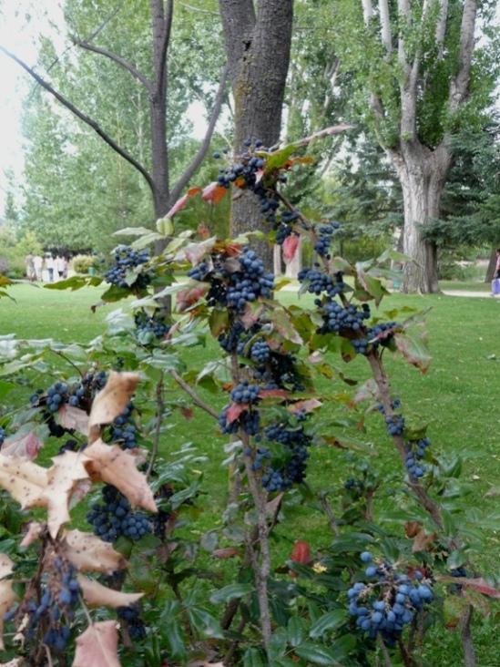 Foto de Puigcerdà (Girona), España