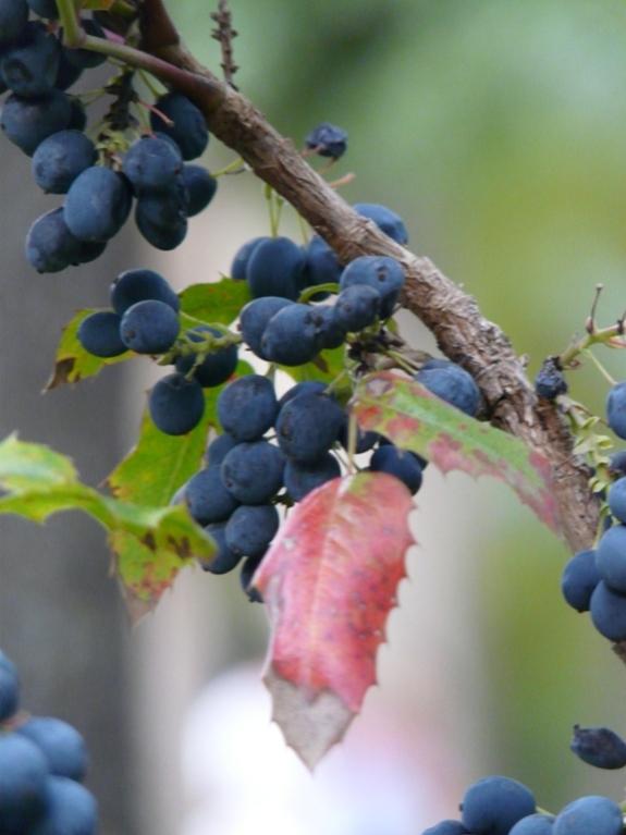 Foto de Puigcerdà (Girona), España