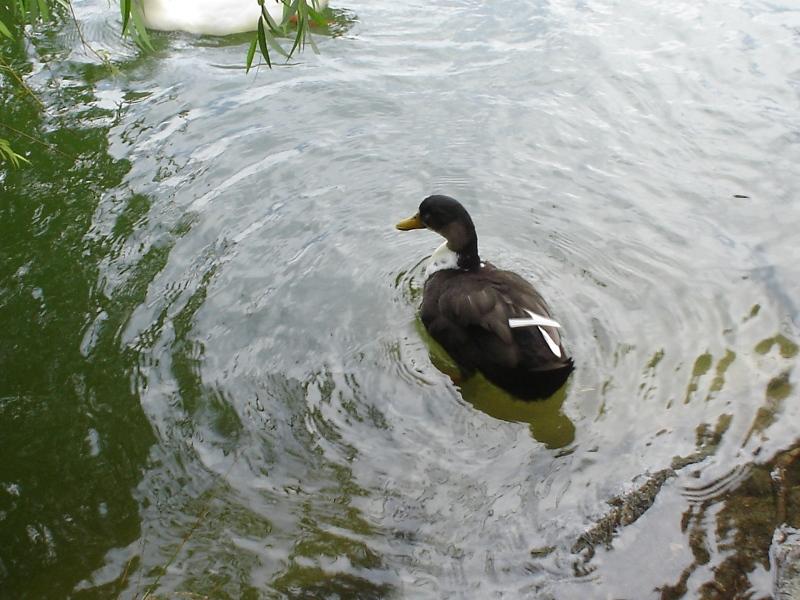Foto de Puigcerdà (Girona), España