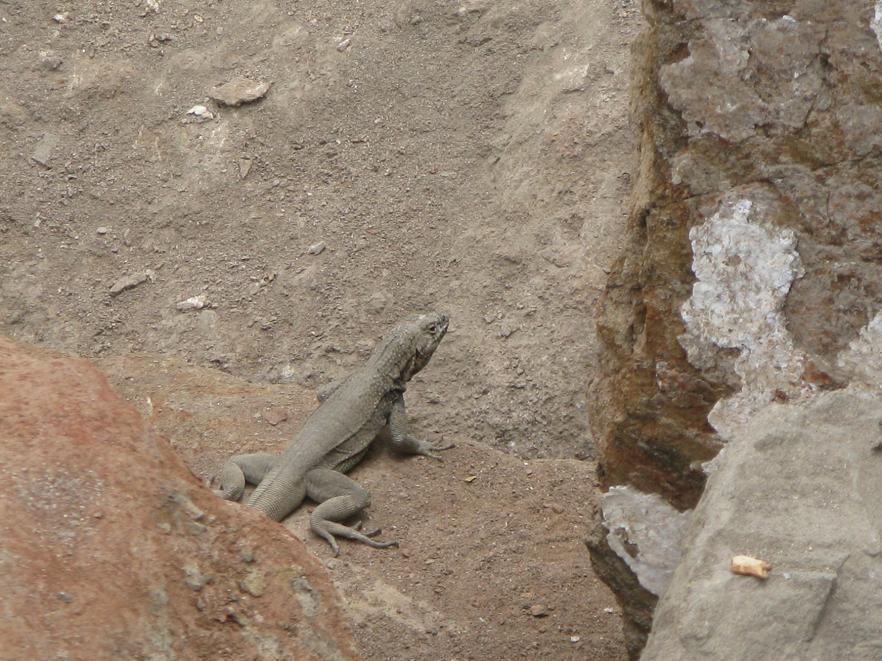 Foto de Arica, Chile