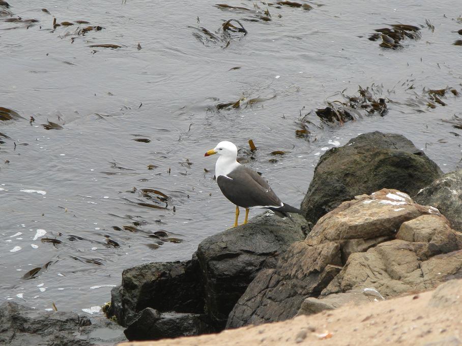 Foto de Arica, Chile