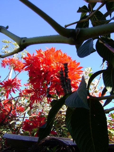 Foto de San Jose, Honduras