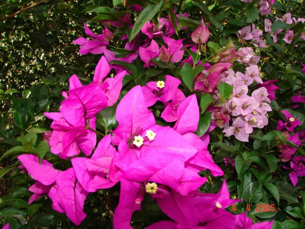 Foto de Puntarenas, Costa Rica